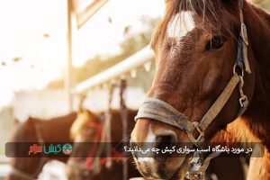 در مورد باشگاه اسب سواری کیش چه می‌دانید؟