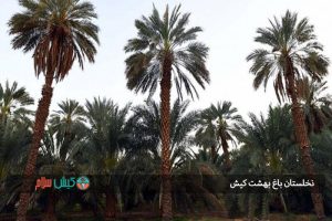 نخلستان باغ بهشت کیش