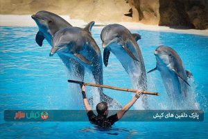 پارک دلفین های کیش