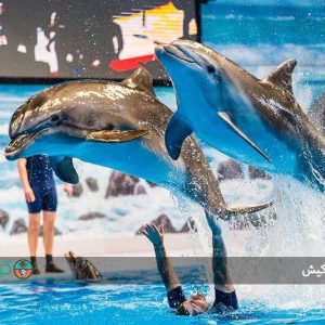 پارک دلفین کیش