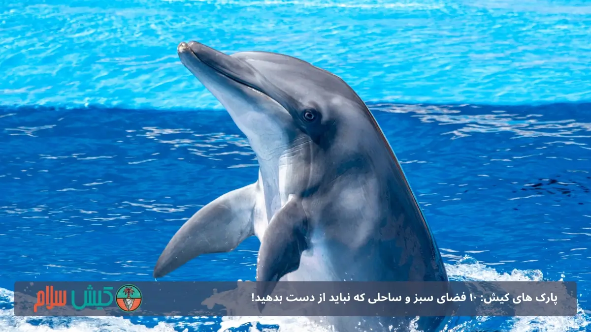 پارک دلفین های کیش